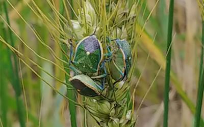 Green wheat with many green stink bugs present on it.