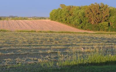 A green cut alfalfa field dries as the sun sets.