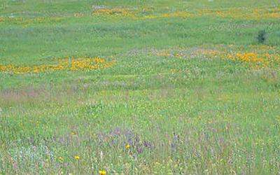 A lush, native South Dakota pasture with a variety of grasses, flowers, and plants growing throughout.