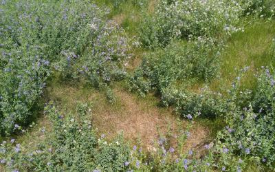 A pasture containing a mixture of grasses and alfalfa.