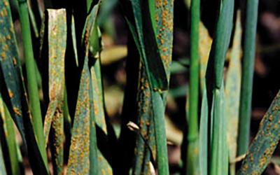 Oat plants exhibiting crown rust symptoms.