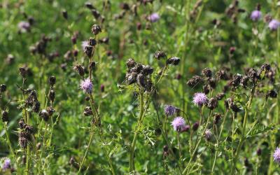 Canada thistle growing in a pasture.