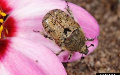 Brown beetle with hairy body with black mottled pattern.
