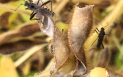 Black beetles with heads as wide as thorax on brown soybean pods.