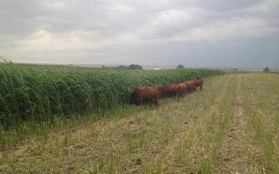 A group of brown cattle foraging in a green field.