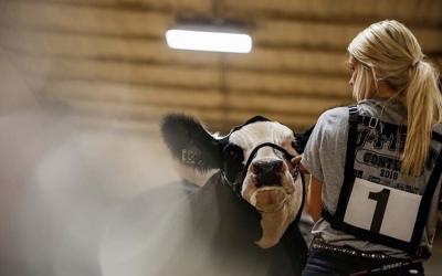 a young woman showing a beef cow