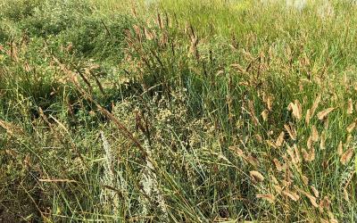 A patch of western wheatgrass with ergot fungus growing throughout.