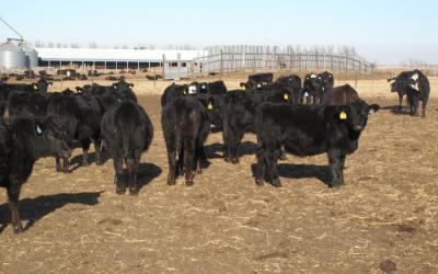 A group of black heifer calves in a feedlot.