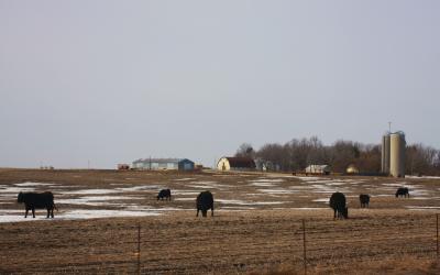 Six black cattle grazing a field with patches of snow.