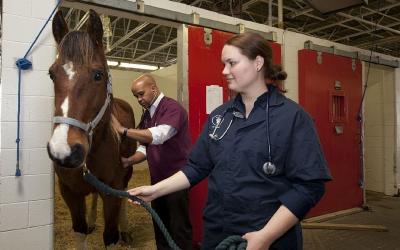 two veterinarians checking a horse inside a barn
