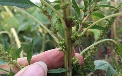 A close up view of the stem of palmer amaranth which is hairless.