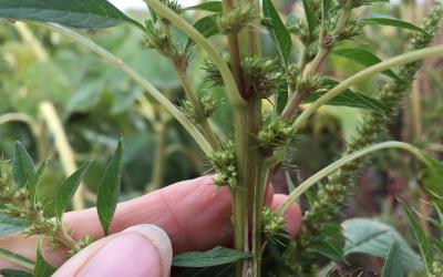 close up of Palmer Amaranth stem A close up view of the stem of palmer amaranth which is hairless.
