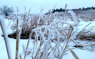Frost-covered grass in a winter pasture.