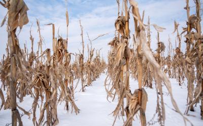 A field of standing corn covered in snow.