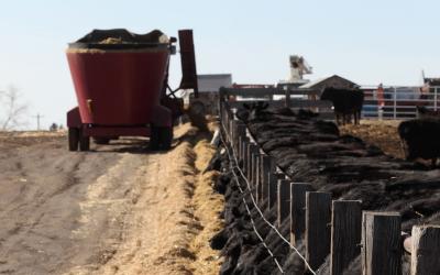 Black angus cattle feeding in a feedlot.