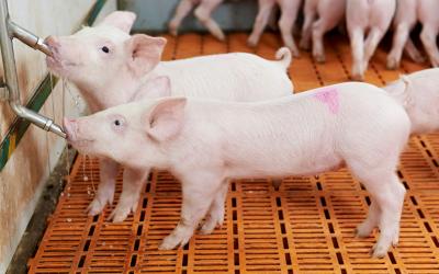 Two young swine drinking water in a wean-to-finish facility.