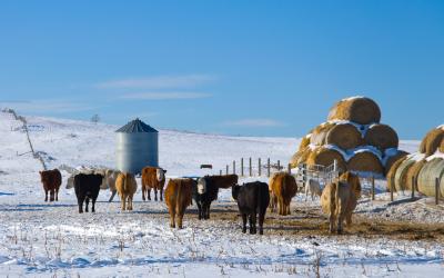 A small herd of cattle grazing in snow-covered, spring pasture.