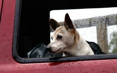 A dog in the cab of a pickup truck as rain falls.