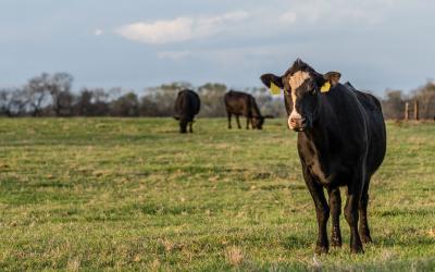 Black Angus crossbred cow standing to the right looking at the camera with two cattle grazing in the background with blank area to the left