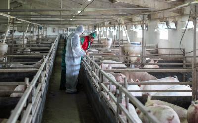 A hog farmer and employee conducting training inside a modern swine facility.