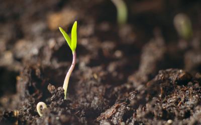 a new small plant growing out of the soil