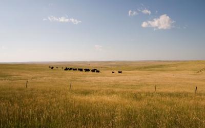 A herd of cattle grazing a vast rangeland in west-river South Dakota.