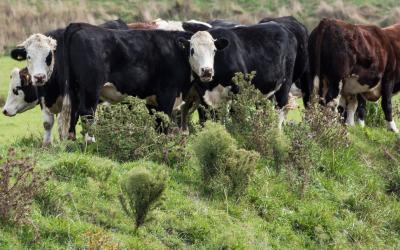 A group of mixed cattle grazing in a pasture with several Canada Thistle plants spreading throughout.