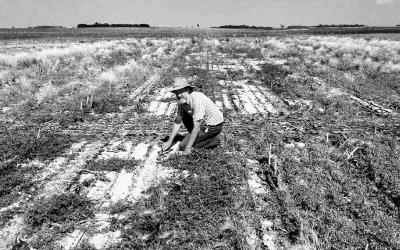 A man inspecting a field with salty soil.