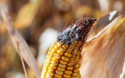 An ear of corn in a field with visible white mold on the tip of the ear.
