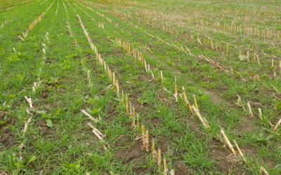 Cover crops growing in a field of harvested corn.
