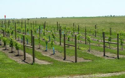 A newly planted vineyard on a rural property.