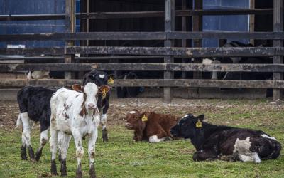 A small group of dairy cattle resting in a pen.