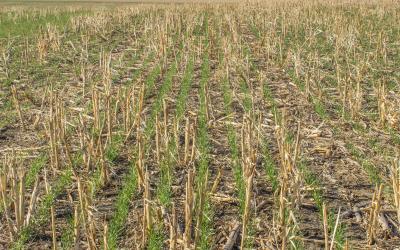 Spring wheat emerging from a field of corn stubble.