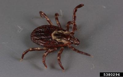Teardrop shaped tick with a dark brown body and legs and an elongate white patch behind its head.
