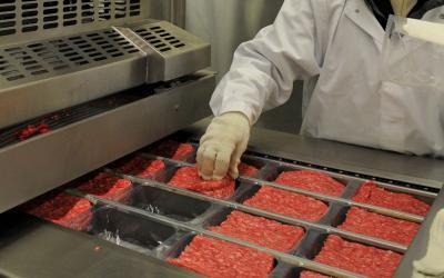 Several portions of ground beef being inspected at a meat processing facility.