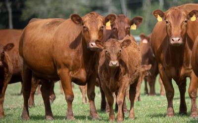 A group of red angus cattle.