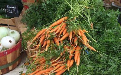Several bundles of fresh carrots on display at a farmers market.