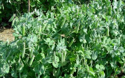 A lush, green cluster of garden peas with several pods developed.