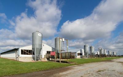 A series of hog barns.