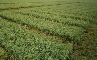 A planting of alfalfa.