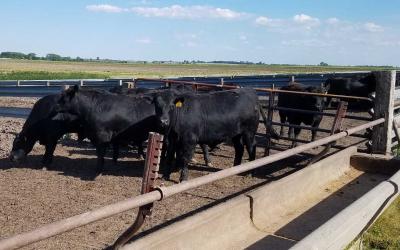 A small group of black angus cattle in a feedlot.