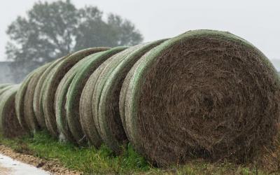 Several wrapped bales of hay lined up near a barn.