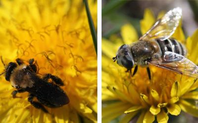 Two dandelions side by side. The left has a bee foraging on it. The right has a hover fly foraging on it..