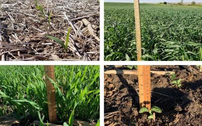 Four photos depicting field progress for winter wheat, oats, corn, and soybean as of May 29, 2020.