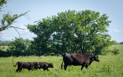 A black angus cow walking through pasture being followed by two calves.