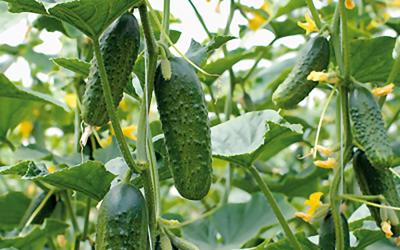 Cucumbers growing on a vine in a garden.