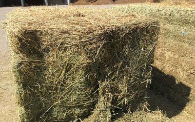 A large square bale of Alfalfa hay that has been put up for storage.