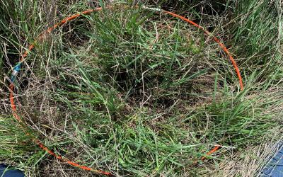 An orange plastic hoop placed around a portion of tall grass on a range to provide a measurement.