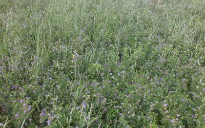 A field of flowering alfalfa.