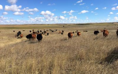 A herd of mixed cattle grazing in a vast, open rangeland.